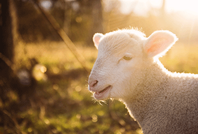 羊奶粉为何如此受欢迎