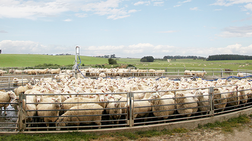 羊奶粉有什么优点